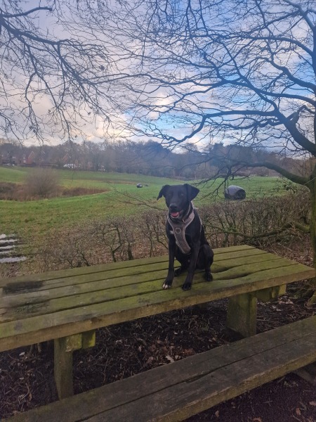 What cute thing has your dog done today?
