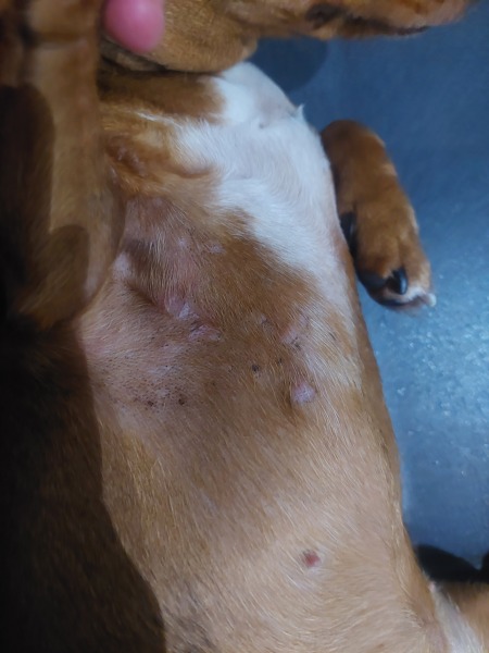 This is ringworm isnt it?