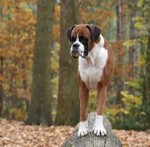 AIBU to not want to keep our dog away from us on Christmas Day?