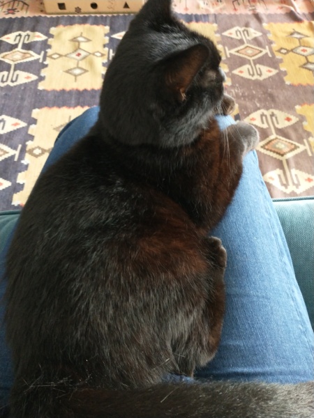 Christmas with the Excellent Cats