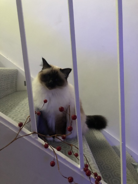 The Great Recovery! After cancer what next?