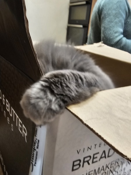 Christmas with the Excellent Cats