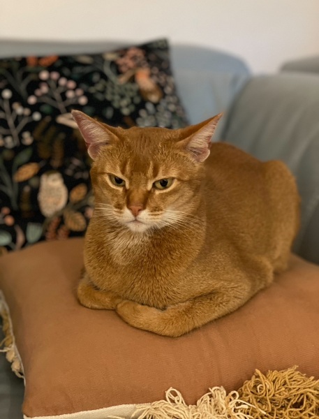 Our beautiful cat died...