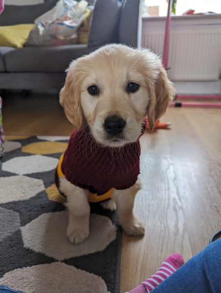 What do I need to know about getting a golden retriever?