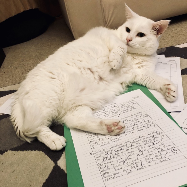 why if something is on the floor do cats have to sit on it?