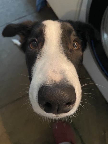 Puppy Survival Thread - for old and new pups heading into winter