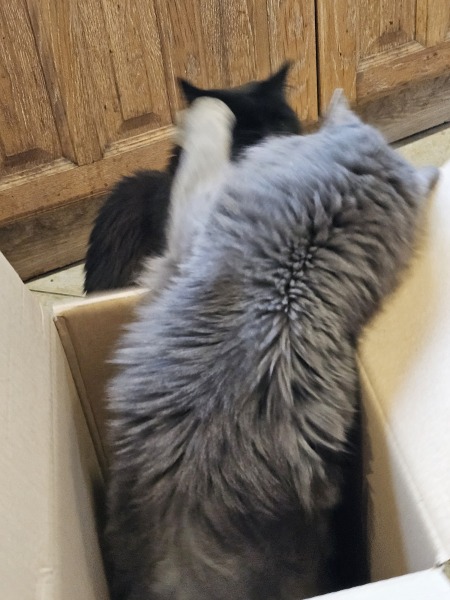 Thug cat part 5 - For he will not do destruction, if he is well-fed, neither will he spit without provocation.