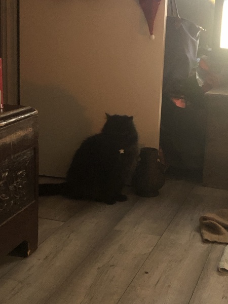 Christmas with the Excellent Cats