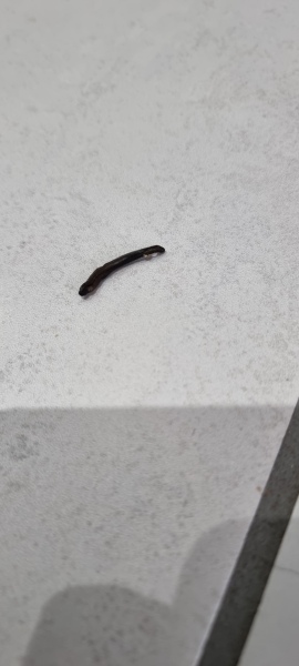 What poop is this please!!! Help!