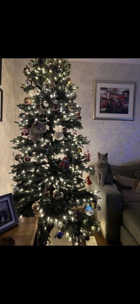 Christmas with the Excellent Cats