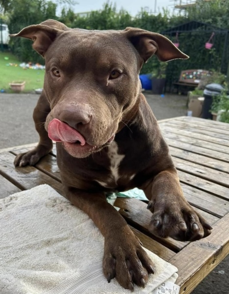 To have xl bully stay