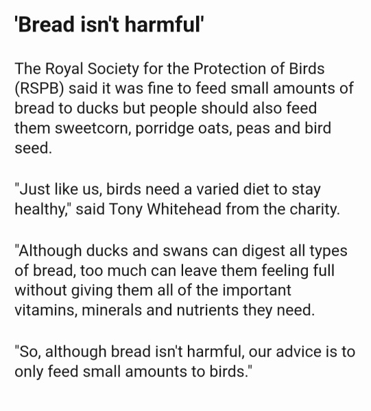 Woman's weird behaviour at duck pond?