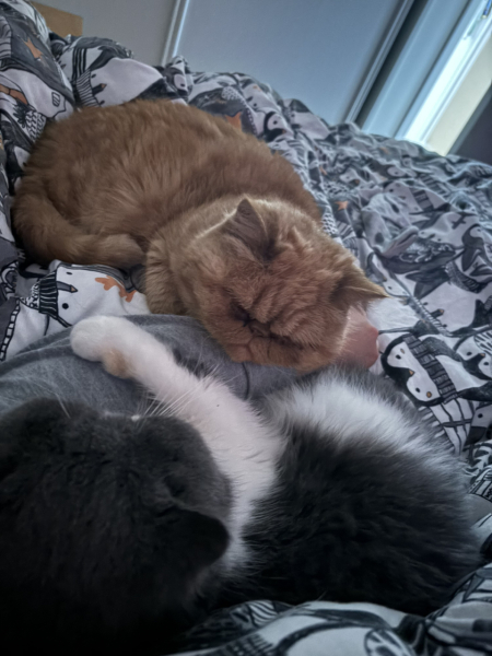 Potential new inmate at Toddler Towers.