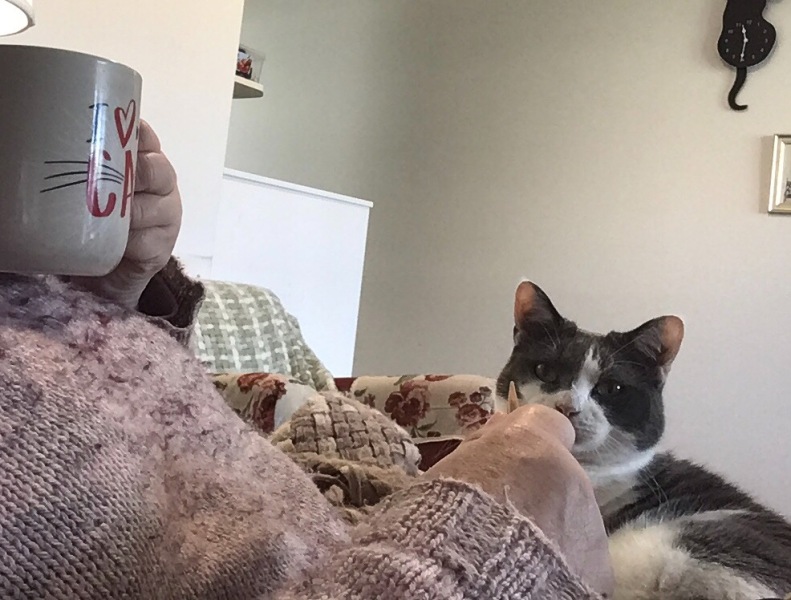 Christmas with the Excellent Cats