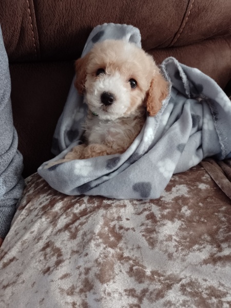 How much should I be feeding my puppy