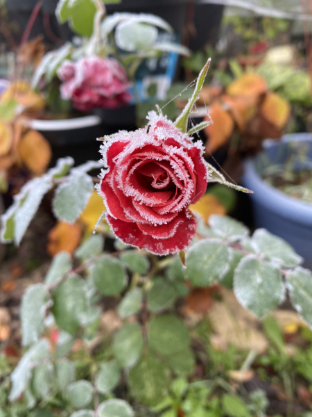 What have you done in the garden today? Part 3