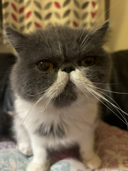 Potential new inmate at Toddler Towers.