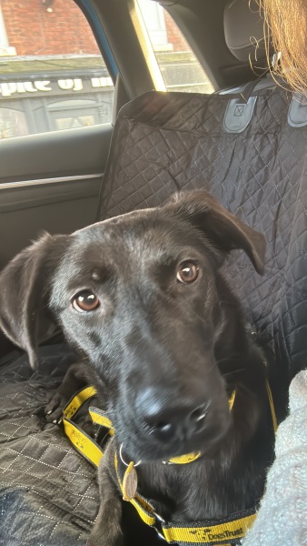 Am I being selfish to want to adopt a dog?