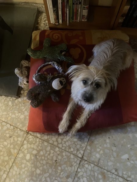 What cute thing has your dog done today?