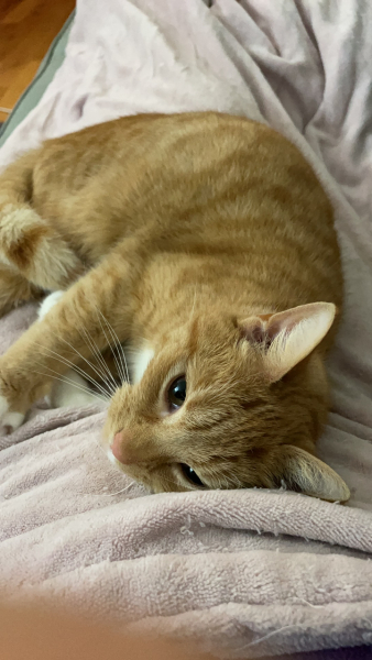 The Great Recovery! After cancer what next?