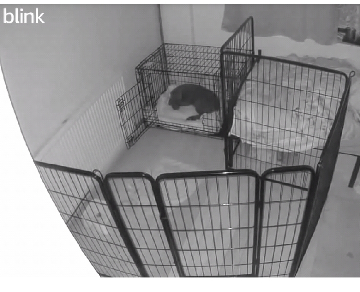 Puppy Survival Thread - for old and new pups heading into winter