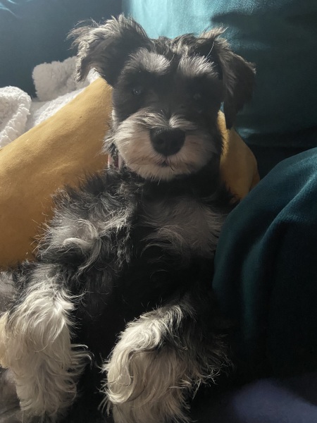 Puppy Survival Thread - for old and new pups heading into winter