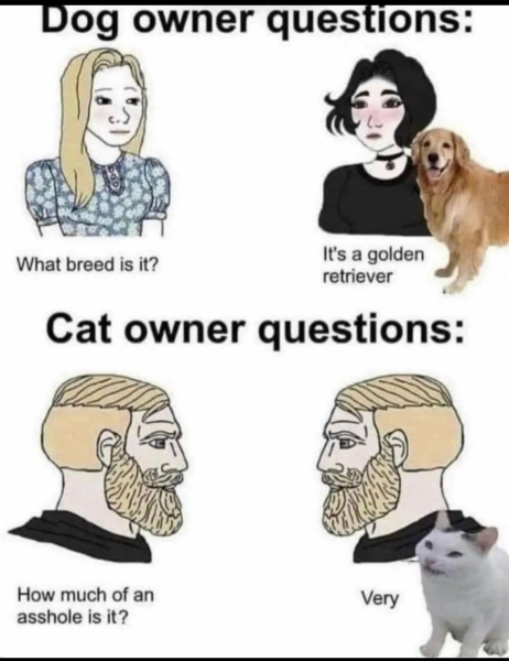 AIBU to ignore this? My cat...