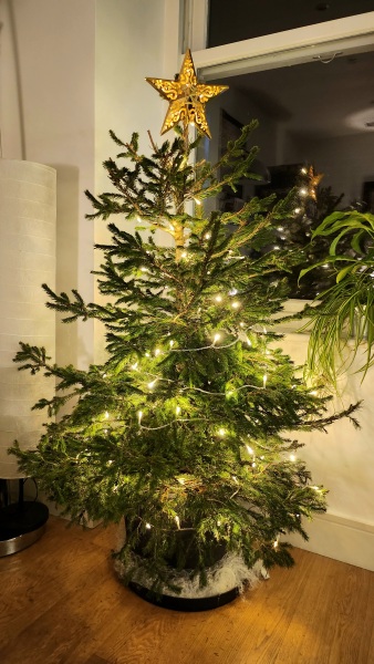 The ultimate SHOW US YOUR TREE megathread!