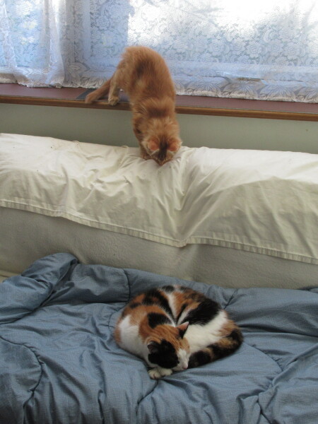 How long before older cats stop attacking too-playful kitten?