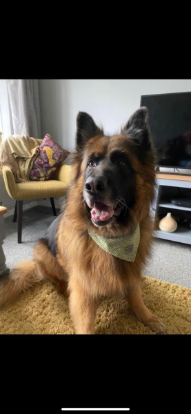 My dog saved my life yesterday