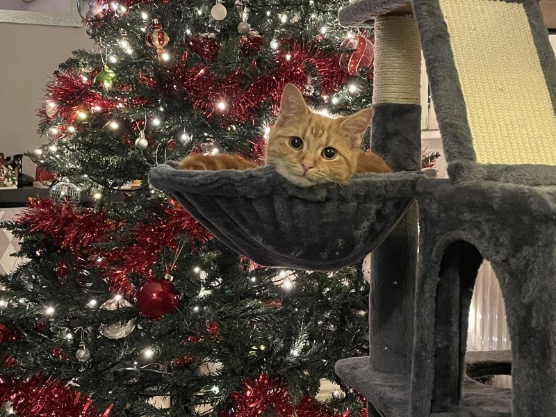Christmas with the Excellent Cats