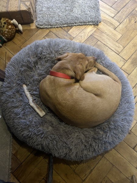 Puppy Survival Thread - for old and new pups heading into winter