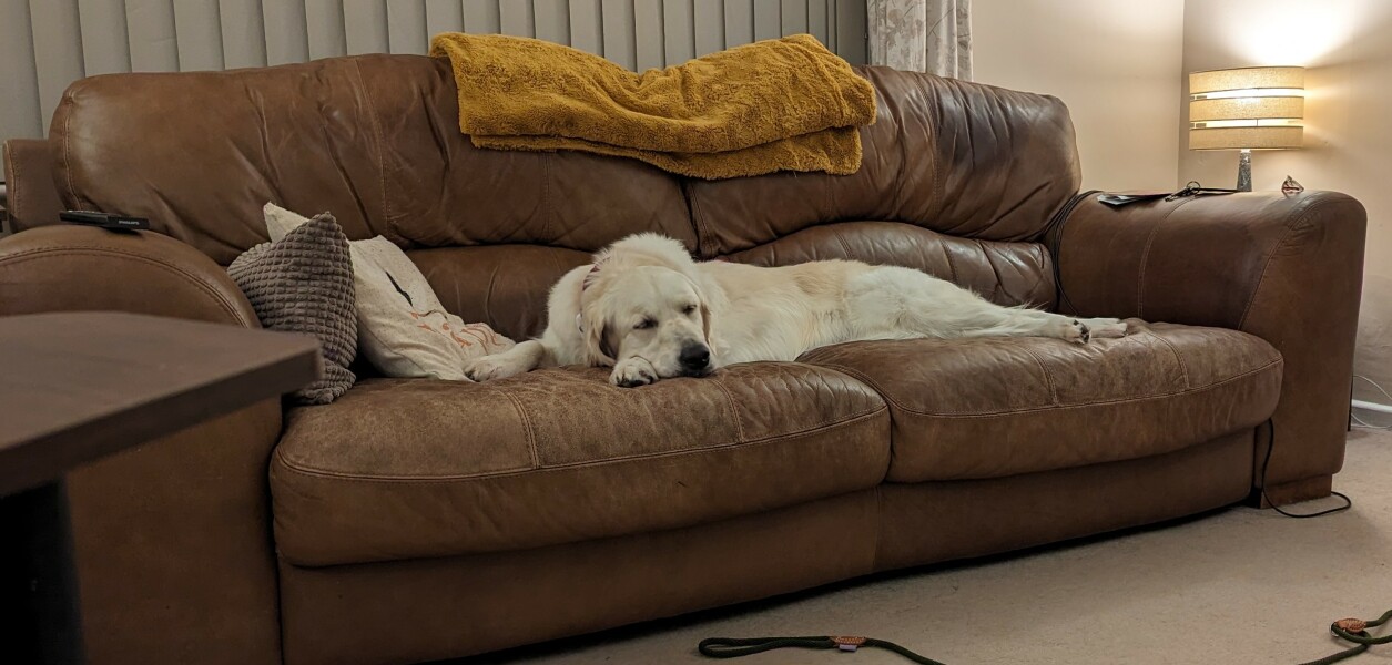 What do I need to know about getting a golden retriever?