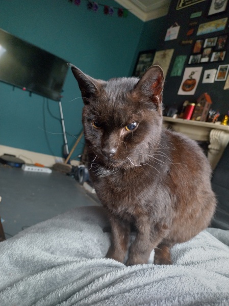 Christmas with the Excellent Cats