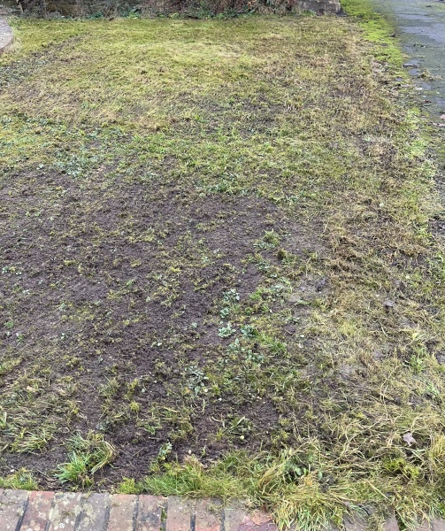 What should/can  I do *now* to save my lawn?