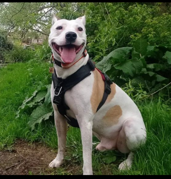 Getting dog assessed as NOT type?