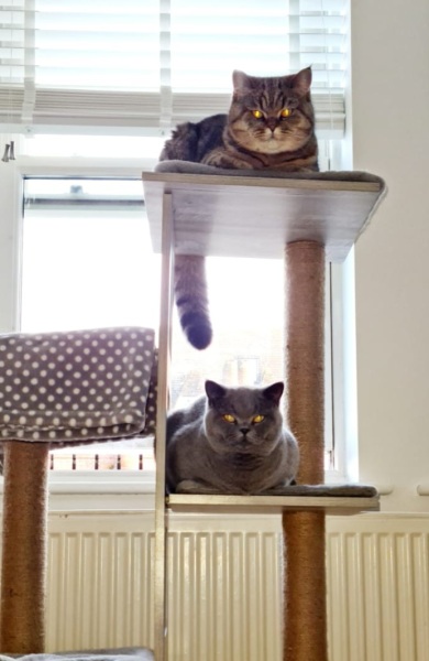 Christmas with the Excellent Cats