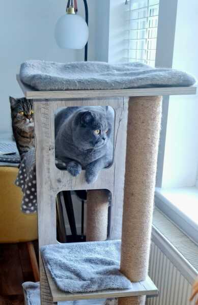 Christmas with the Excellent Cats