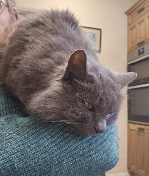 The Very Eventful Lives of the Excellent Cats