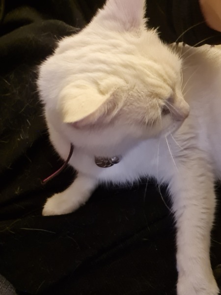 My cat and my stomach