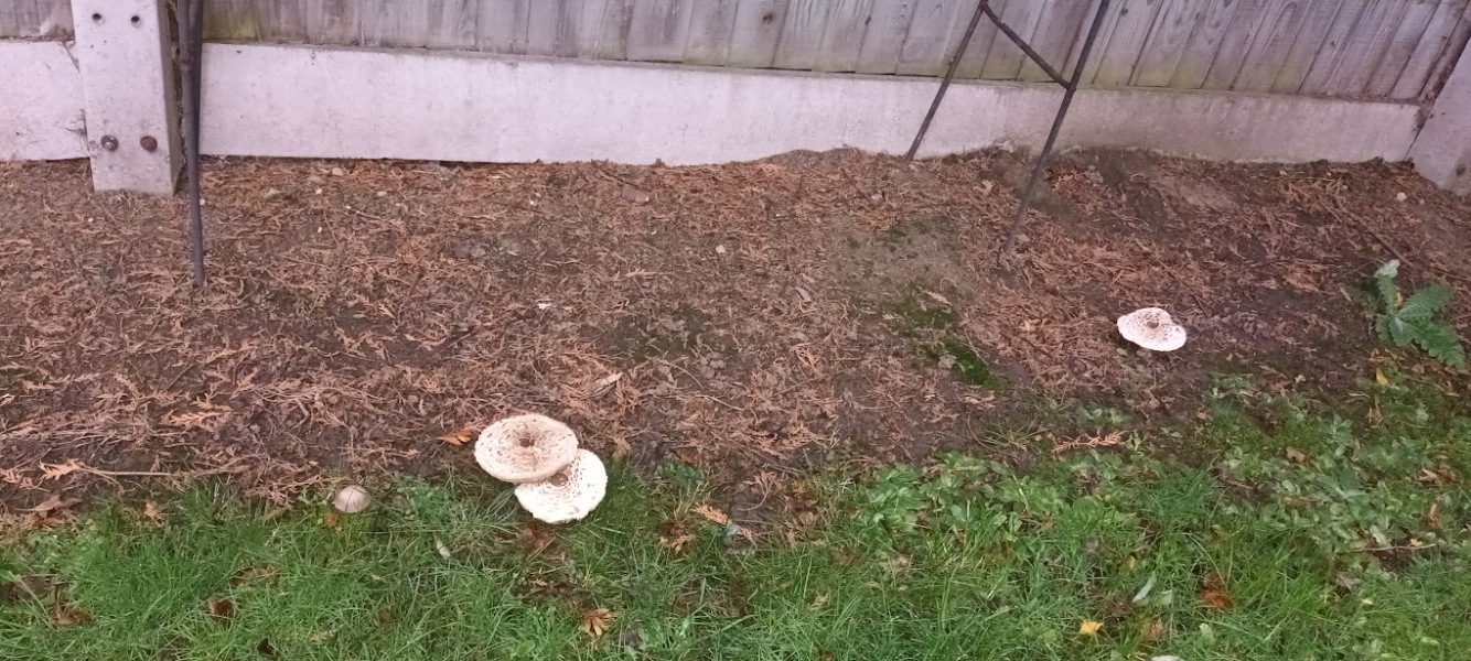 Does anyone know anything about mushrooms?