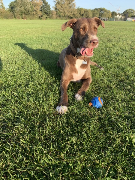 Am I being selfish to want to adopt a dog?
