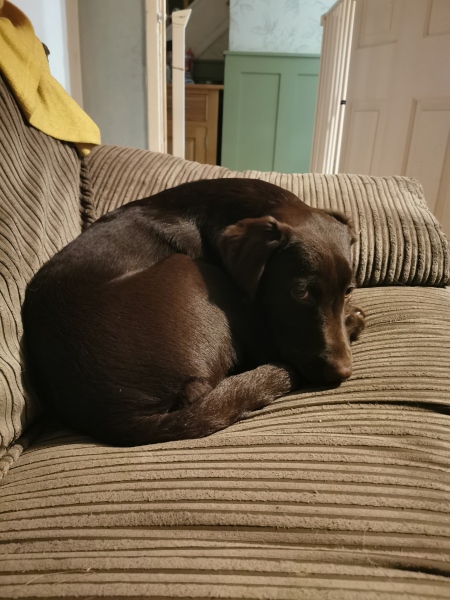 Puppy Survival Thread - for old and new pups heading into winter