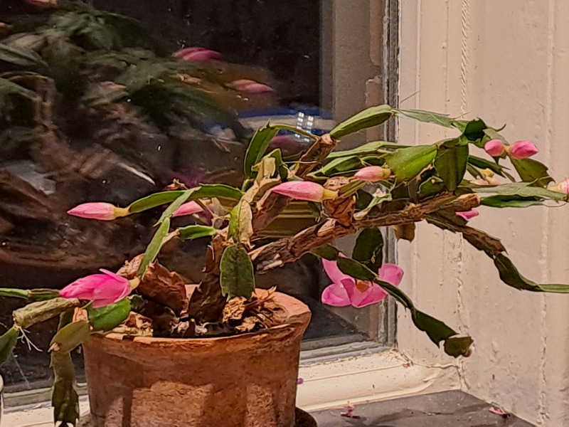 Thread 11 - TalkLair: “The candle flame gutters. Its little pool of light trembles.”