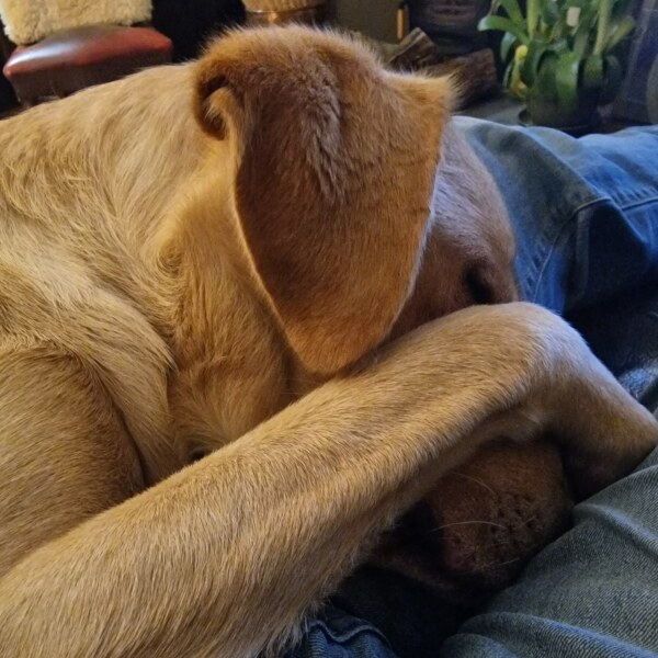 I am absolutely at my wits end with my dogs shitting in the house.