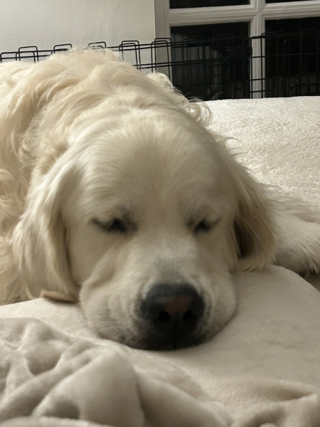 What do I need to know about getting a golden retriever?