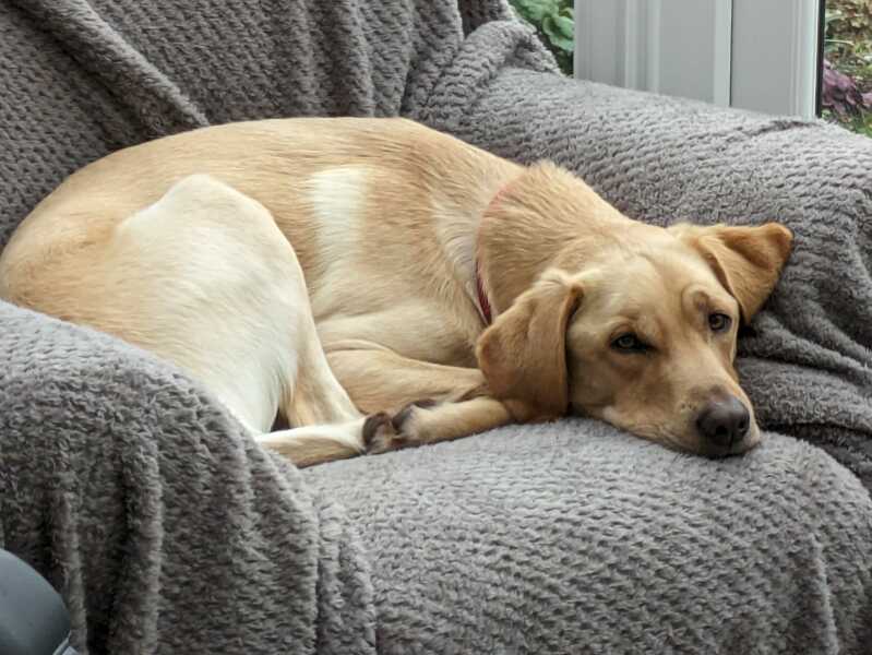 What are dogs myths that just will not die?