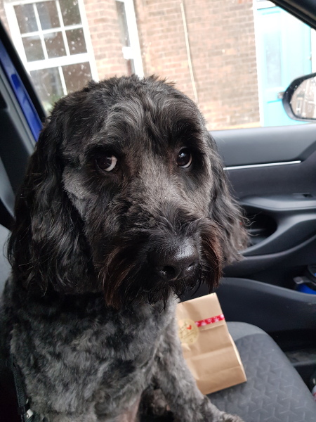 Annoying things your pets do!