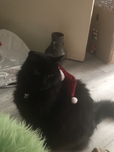 Christmas with the Excellent Cats