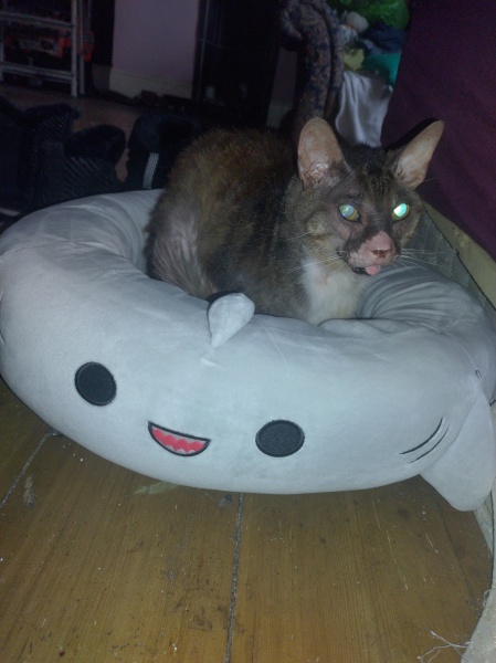 Christmas with the Excellent Cats